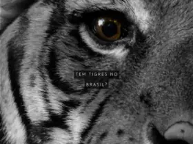 Tem Tigres no Brasil? Descubra a Verdade Sobre Esses Felinos no País 22 Diseno para fondo de pantalla para movil con fotografia de un tigre y frase en ingles be brave. Diseno agresivo de tonos oscuros