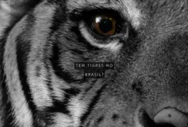 Diseno para fondo de pantalla para movil con fotografia de un tigre y frase en ingles be brave. Diseno agresivo de tonos oscuros