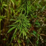 hemp 6773159 1280
