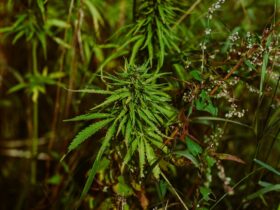 hemp 6773159 1280