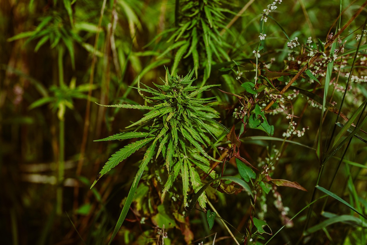 hemp 6773159 1280