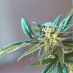 marijuana leaf 5315556 1280