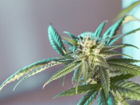 marijuana leaf 5315556 1280