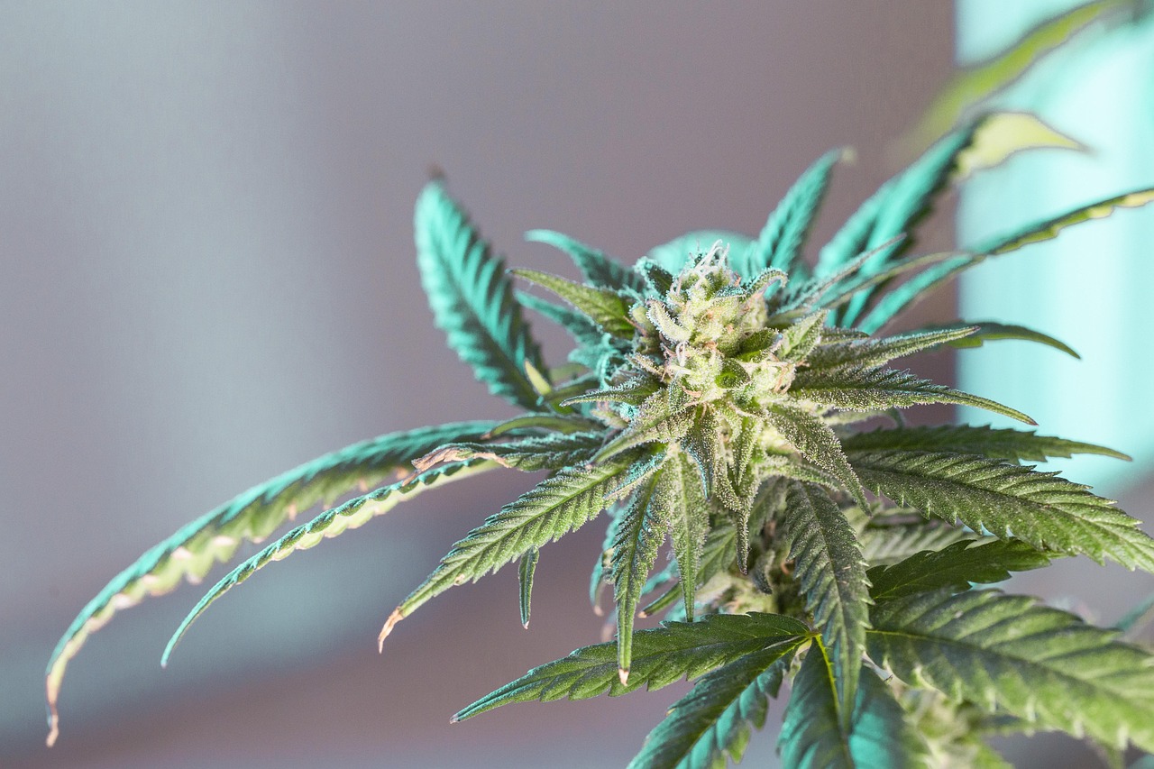 marijuana leaf 5315556 1280
